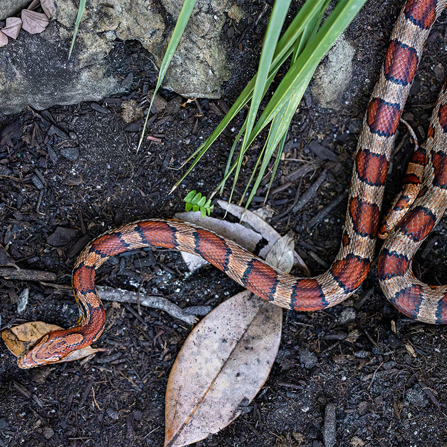 Rat snake at The Florida Aquarium