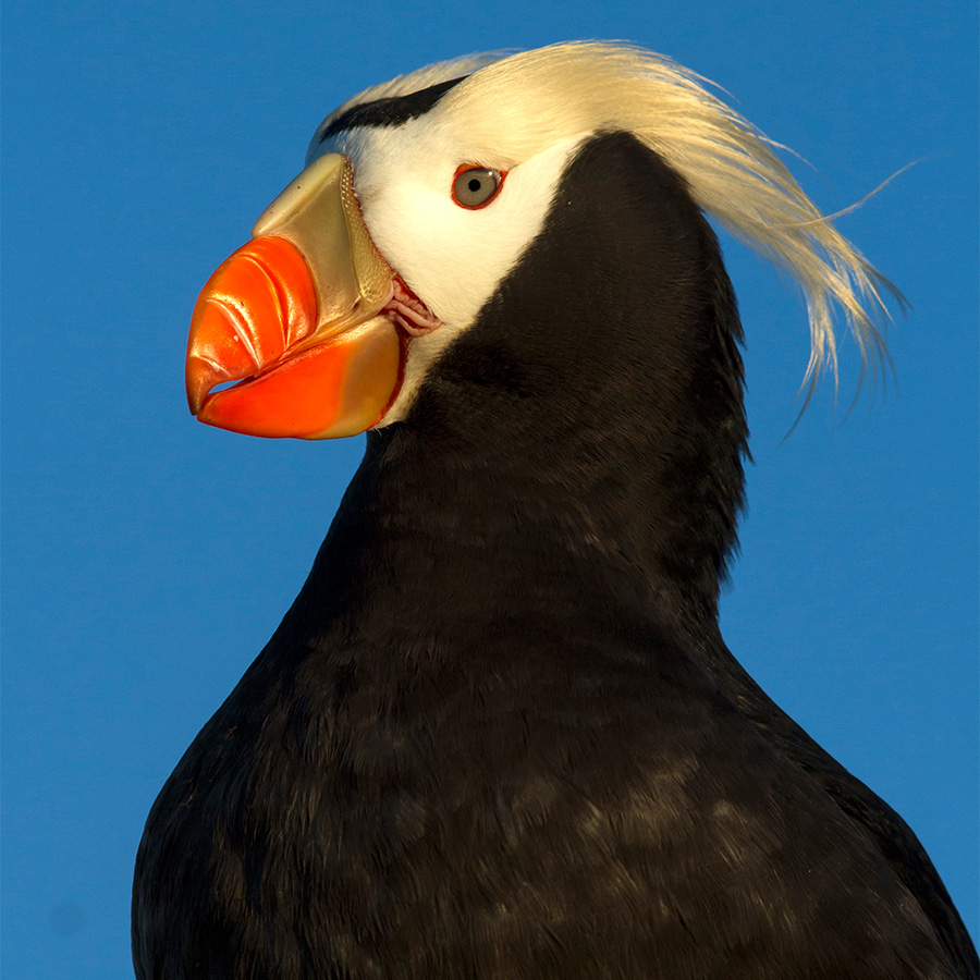 Tufted puffin