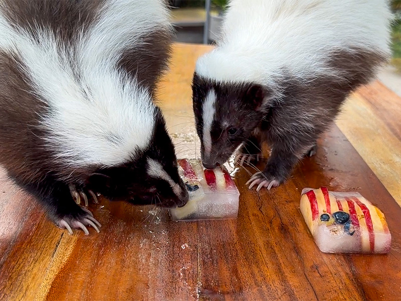 Ginger and Juniper, two skunks eating 4th of July ice treat at The Florida Aquarium