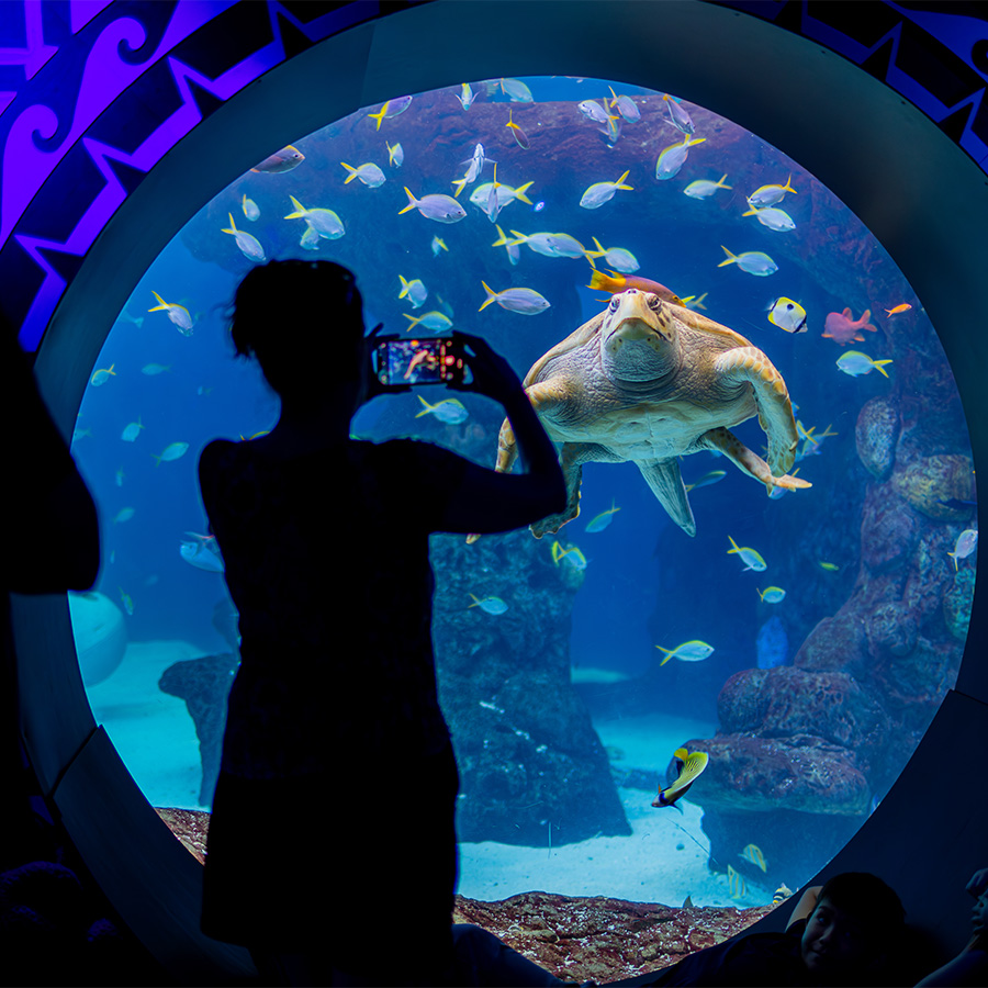 Woman taking a photo of a loggerhead sea turtle