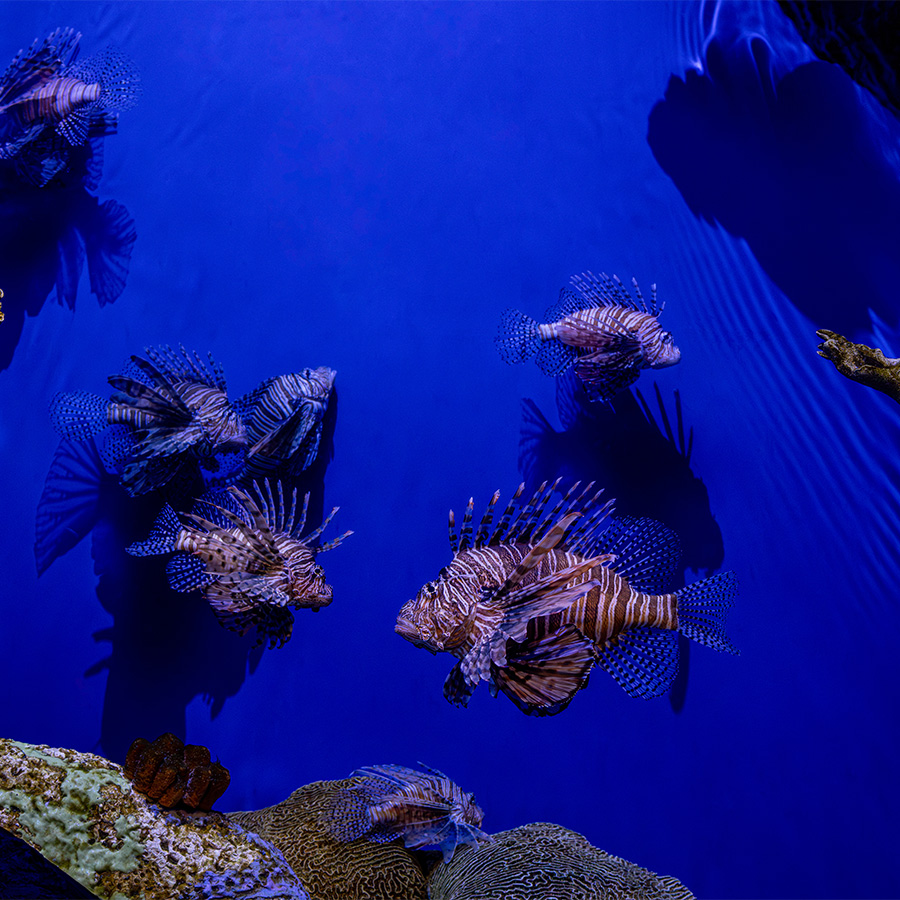 red lionfish