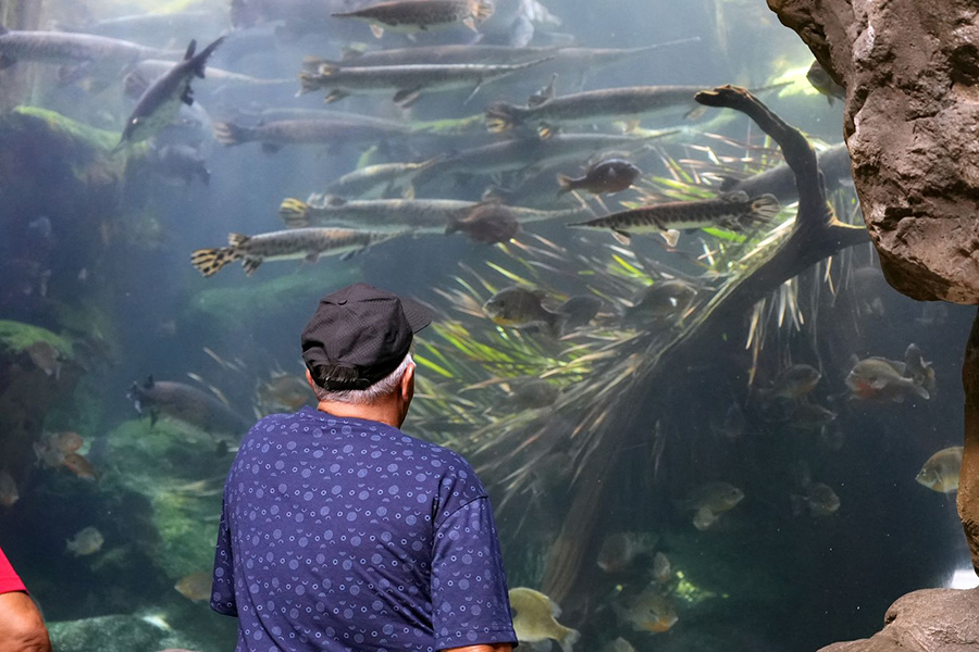 Man looking at Florida Wetlands habitat
