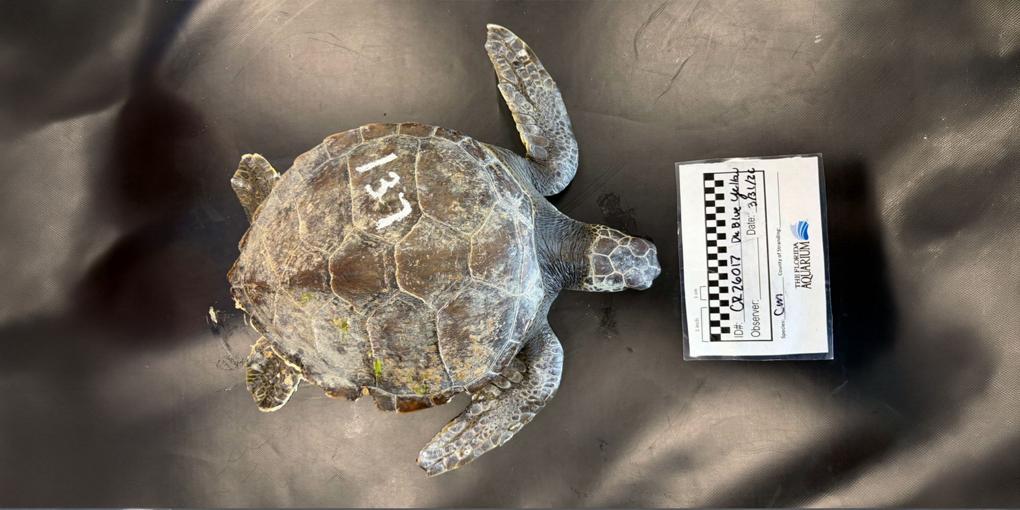 injured green sea turtle called Dark Blue Yellow at The Florida Aquarium's Sea Turtle Rehabilitation Center in Apollo Beach, FL
