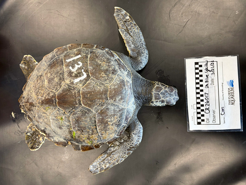 injured green sea turtle called Dark Blue Yellow at The Florida Aquarium's Sea Turtle Rehabilitation Center in Apollo Beach, FL