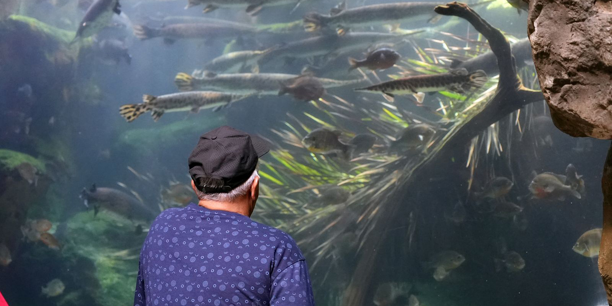 Man looking into Florida Wetlands habitat