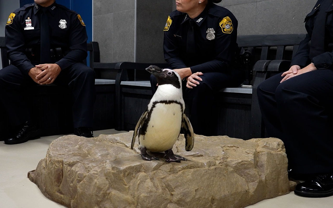 Frontline heroes meet penguins