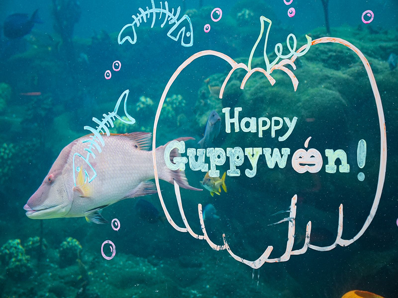 Happy Guppyween written on the glass of heart of the sea habitat