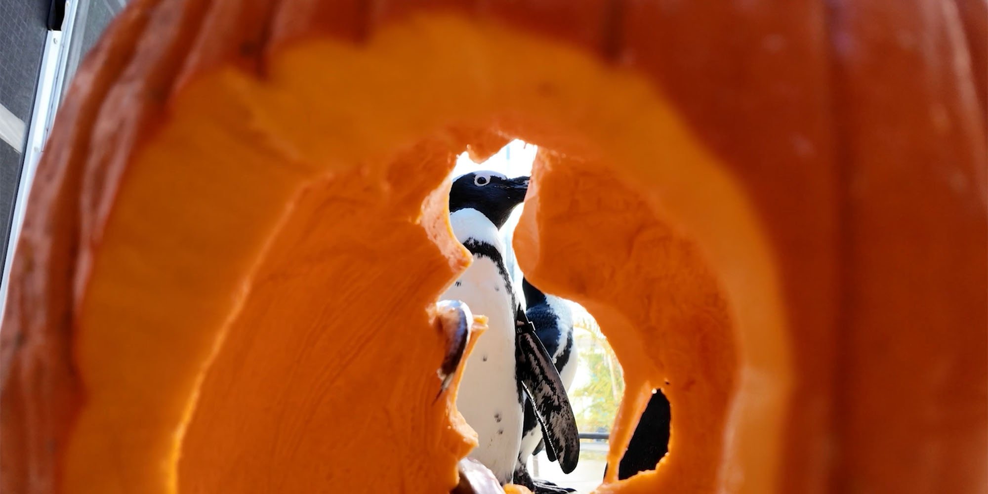 African penguin with pumpkin for Guppyween