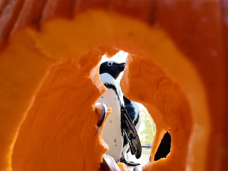 African Penguin With Pumpkin for Guppyween