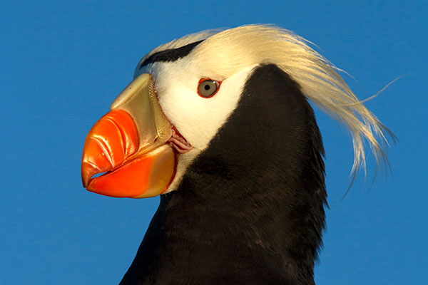 tufted puffin