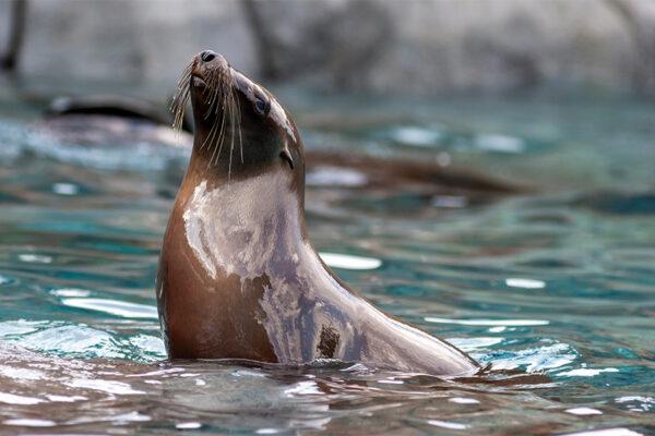California sea lion