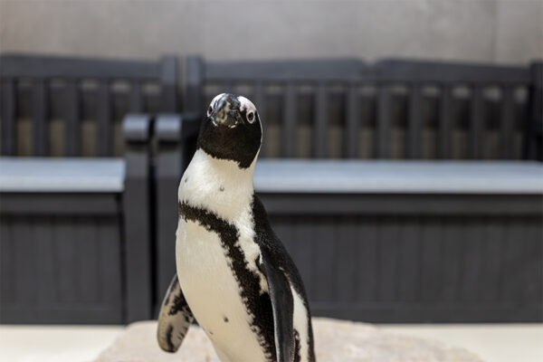 African penguin