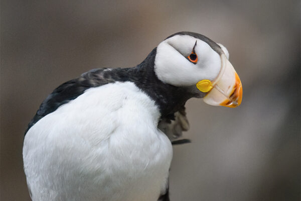 horned puffin